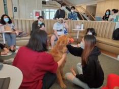 students petting therapy dog Bodhi, a Golden Retriever/yellow Lab mix