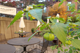 outdoor table and chairs in the Countway Community Garden
