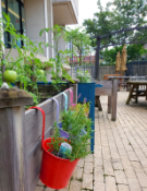 Hanging planters in the Countway Community Garden