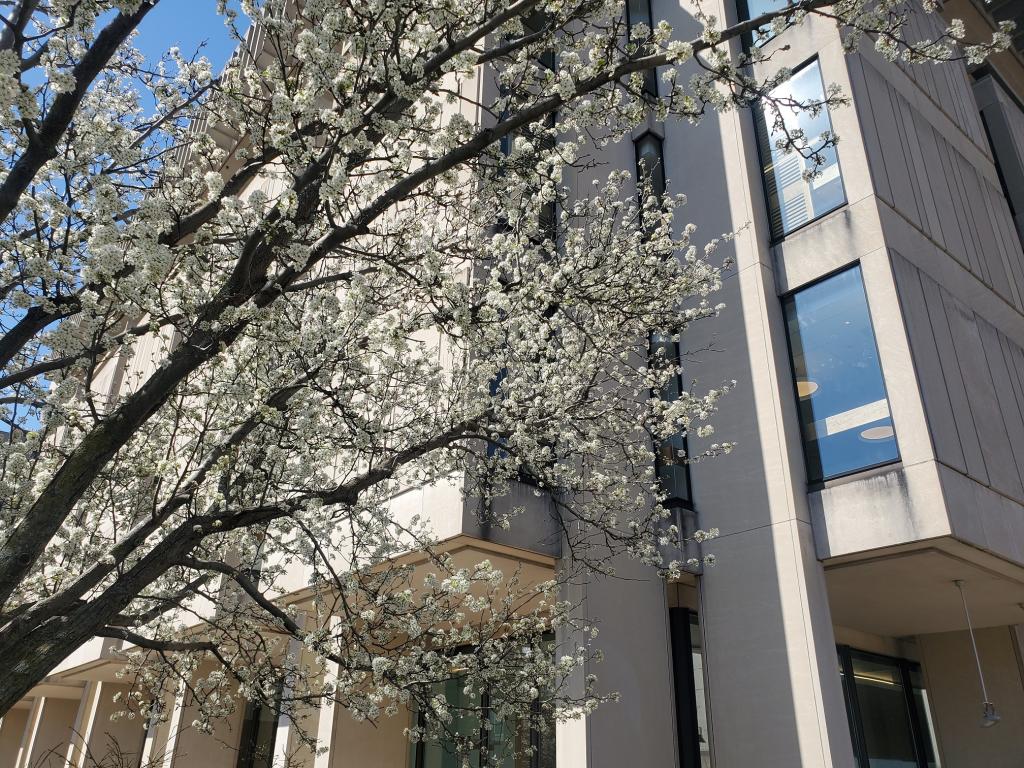 Flowering tree branches in front of Countway Library
