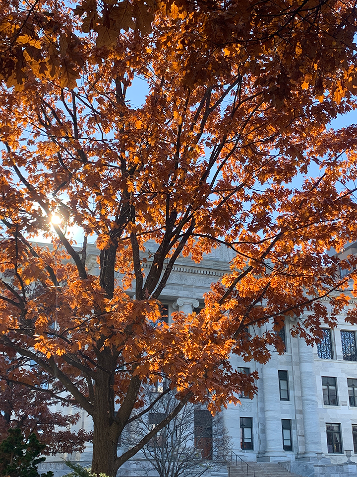 orange leaves on a tree in front of a Harvard building